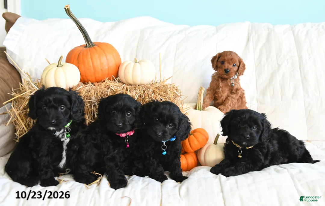 Cavapoo dogs for sale: Buddy - Ad 3