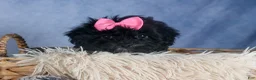 Yorkiepoo dogs for sale: JULIE - Ad 15