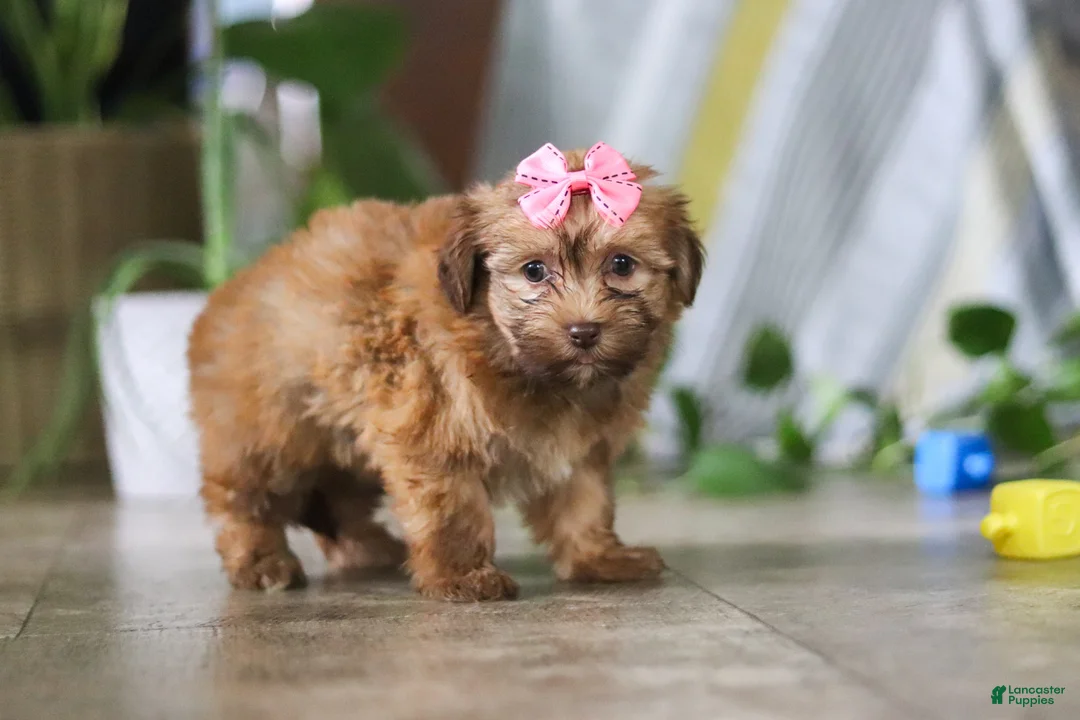 Havanese dogs for sale: Bella - Ad 2