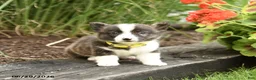 Welsh Corgi Pembroke dogs for sale: Pringles - Ad 2