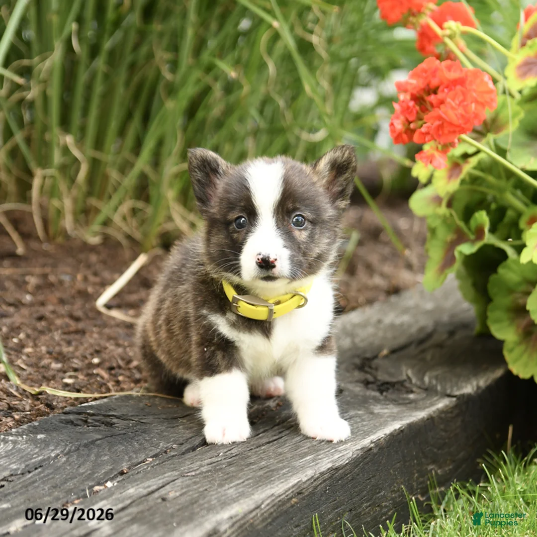 Welsh Corgi Pembroke dogs for sale: Pringles - Ad 2