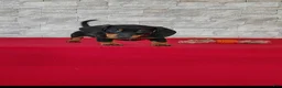 Miniature Dachshund dogs for sale: Tameron - Ad 6