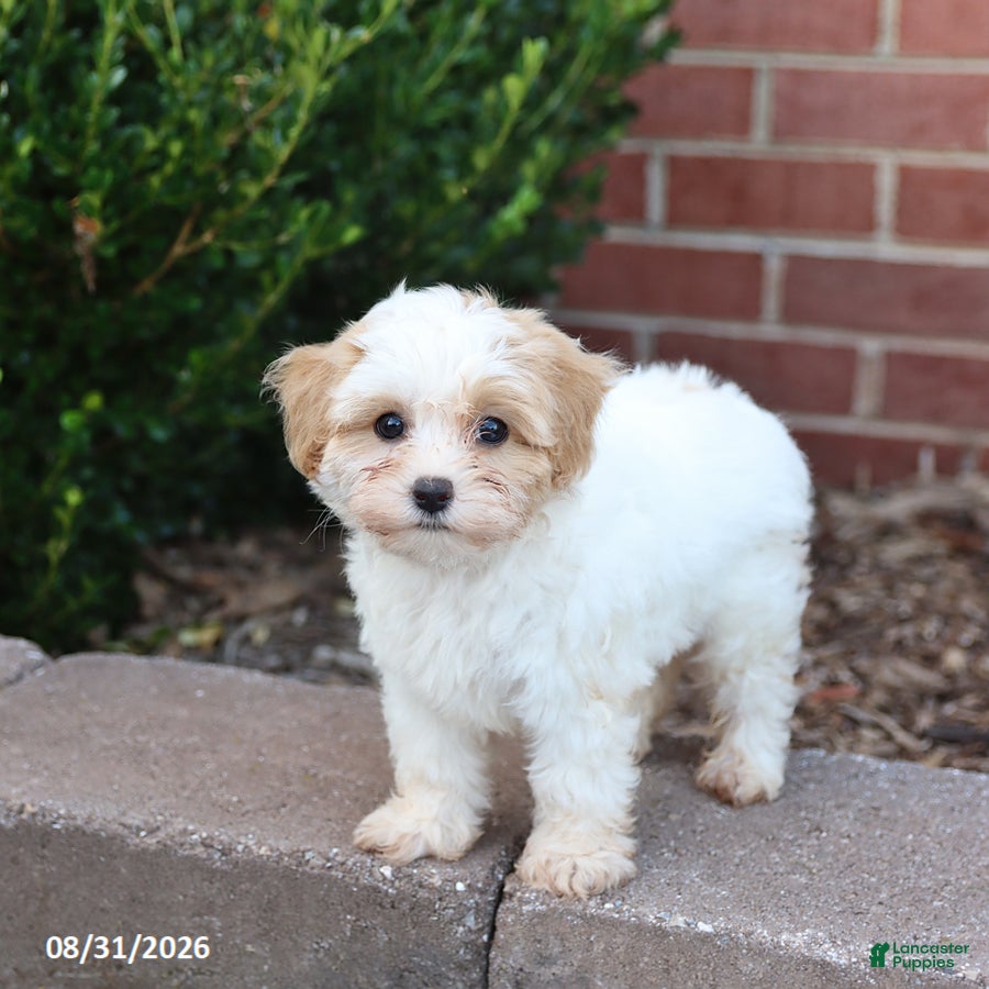 Maltipoo dogs Muffin - Ad 1