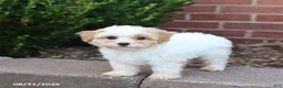 Maltipoo dogs for sale: Muffin - Ad 1