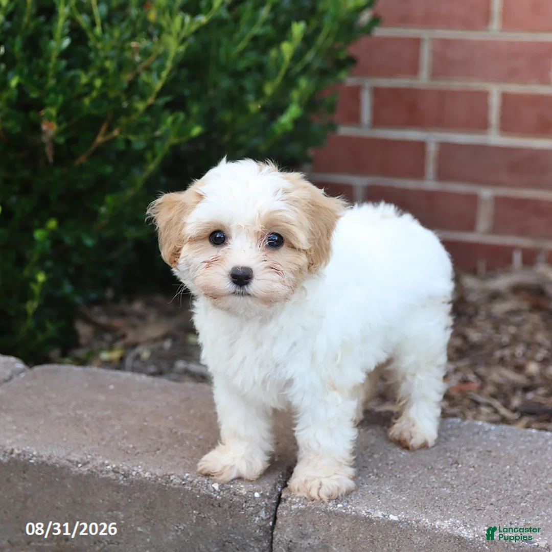 Maltipoo dogs for sale: Muffin - Ad 1