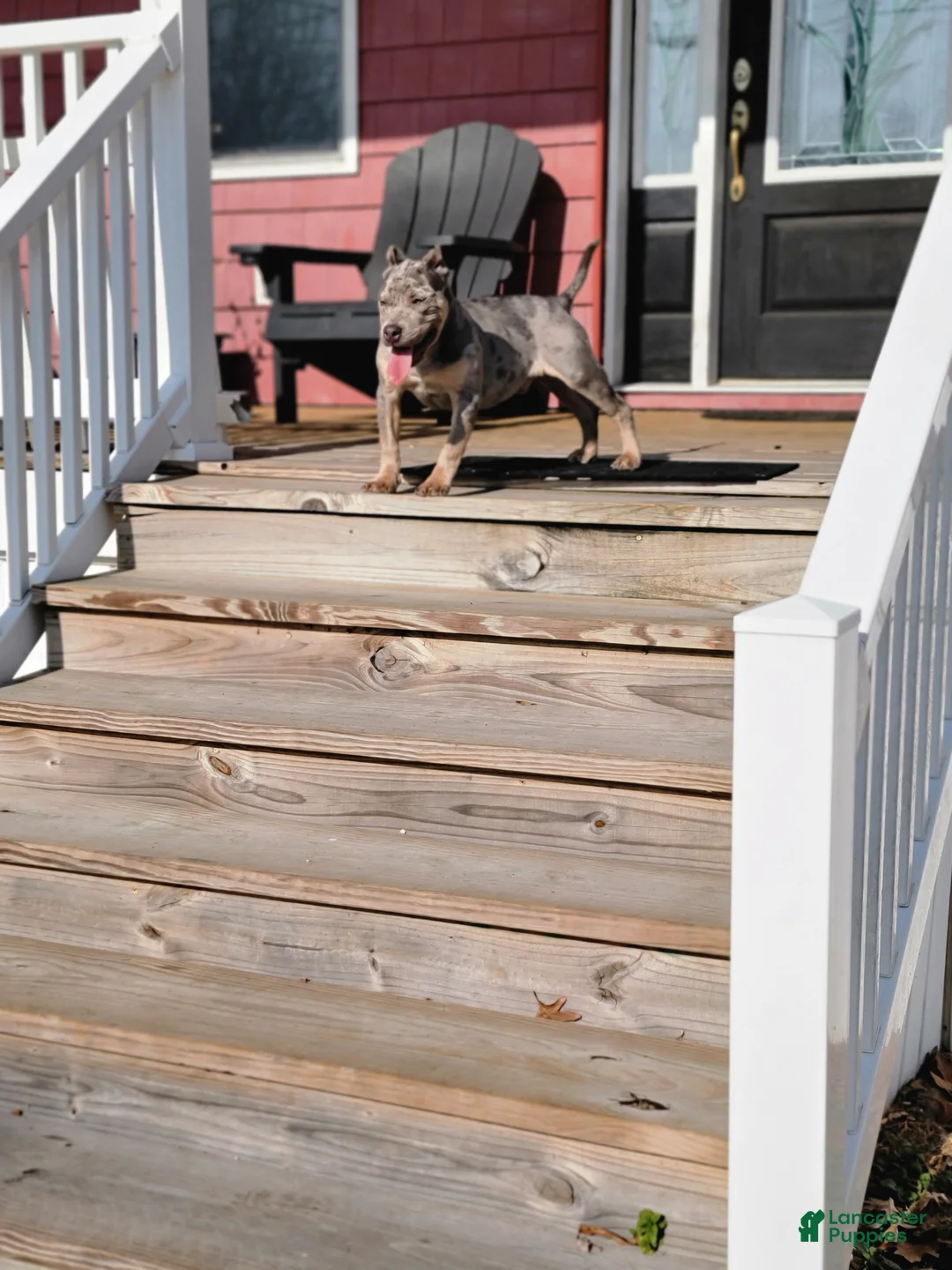 American Bully dogs for sale: Amiri - Ad 3