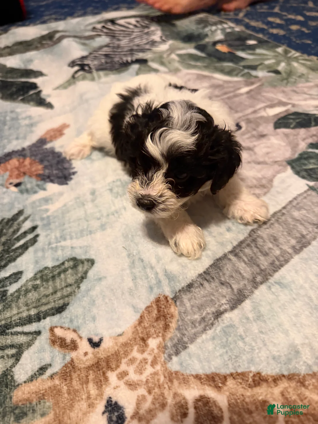 Mixed Breed dogs for sale: Teddy - Ad 1
