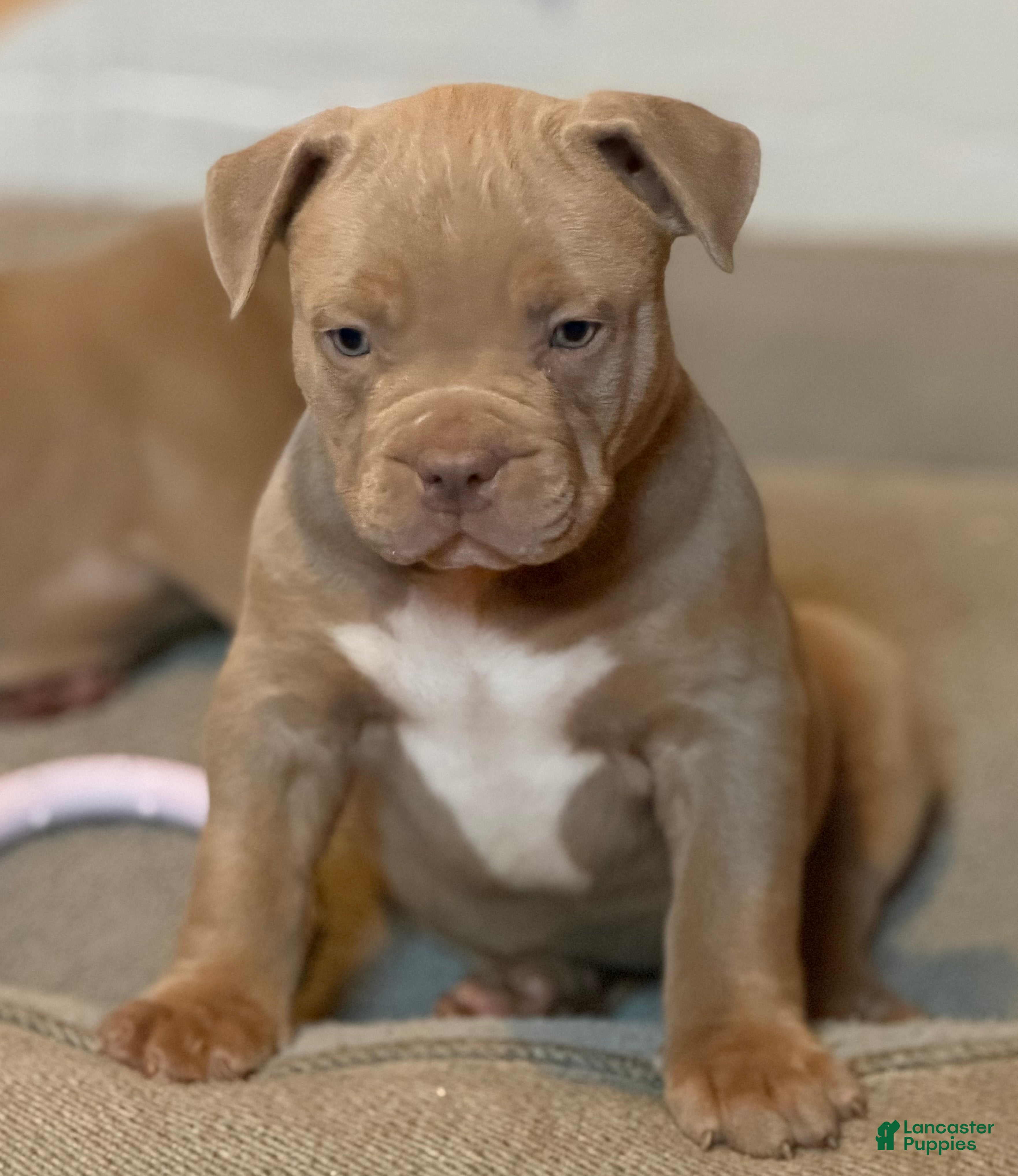 American Bully dogs Leo  - Ad 1