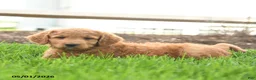 Goldendoodle dogs for sale: Trish - Ad 5