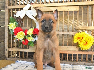 Mixed Breed dogs Oakley - Ad 28