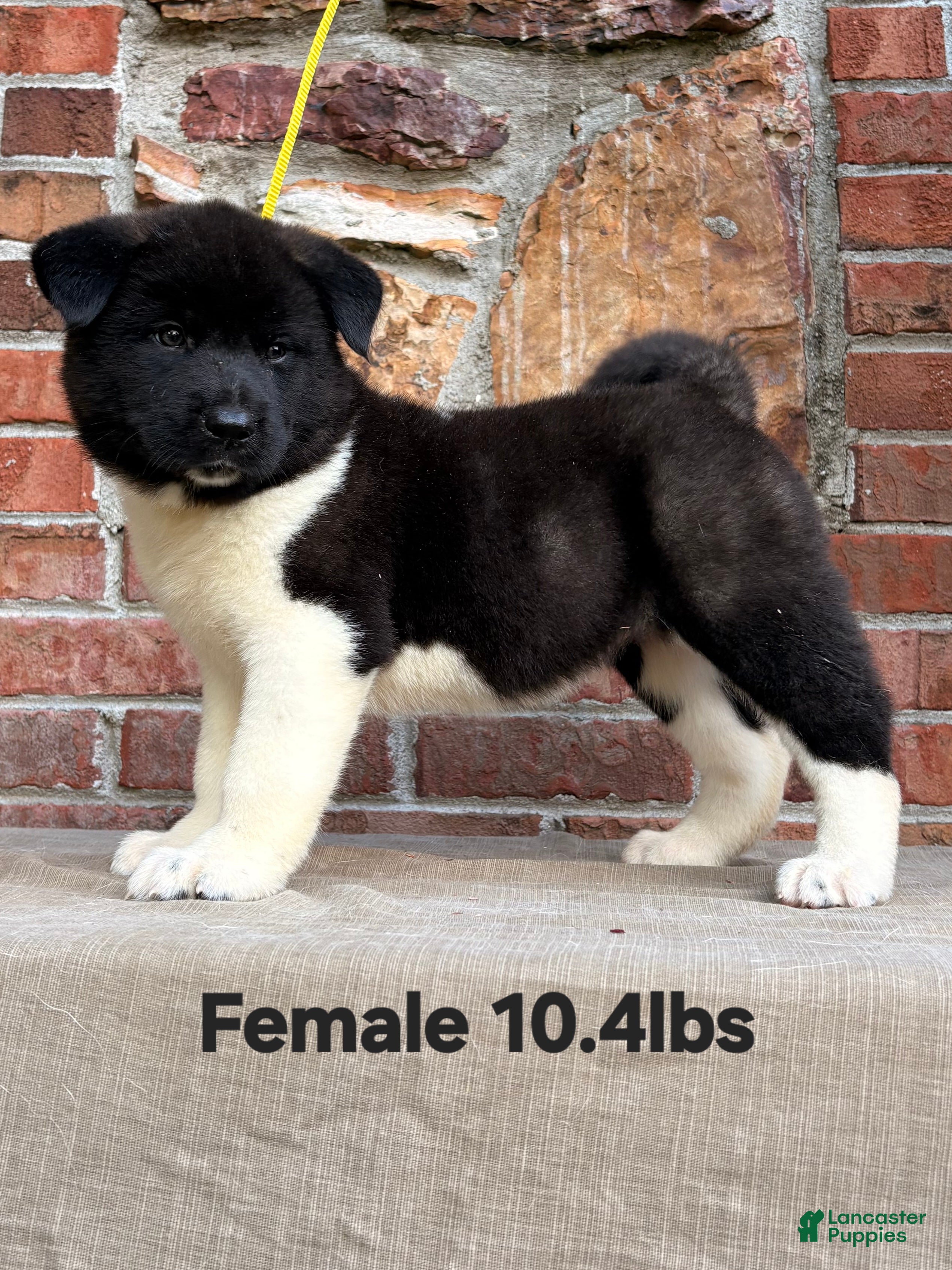 Akita dogs Akita Puppy 1 - Ad 1
