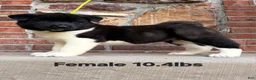Akita dogs for sale: Akita Puppy 1 - Ad 1