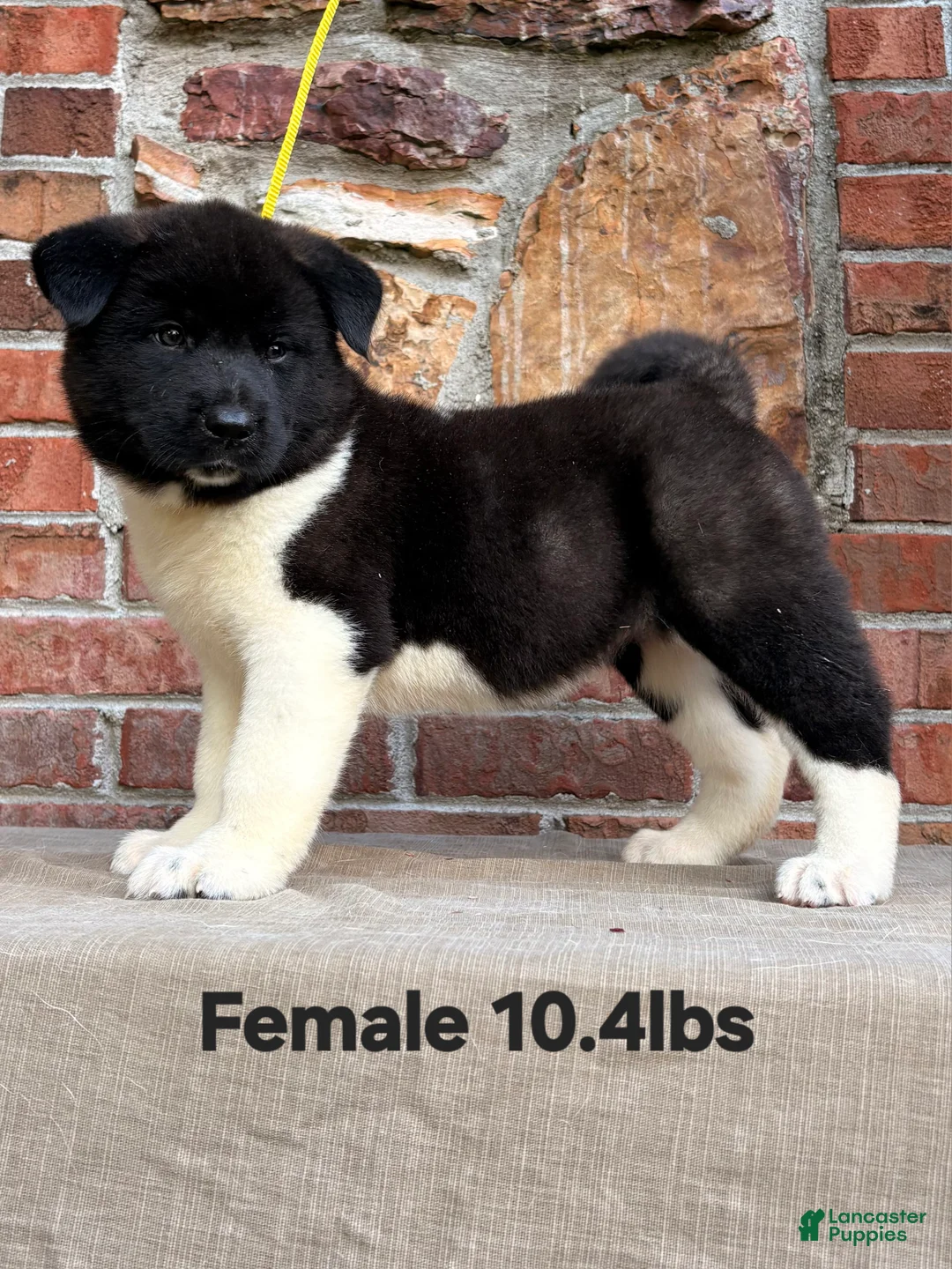 Akita dogs for sale: Akita Puppy 1 - Ad 1