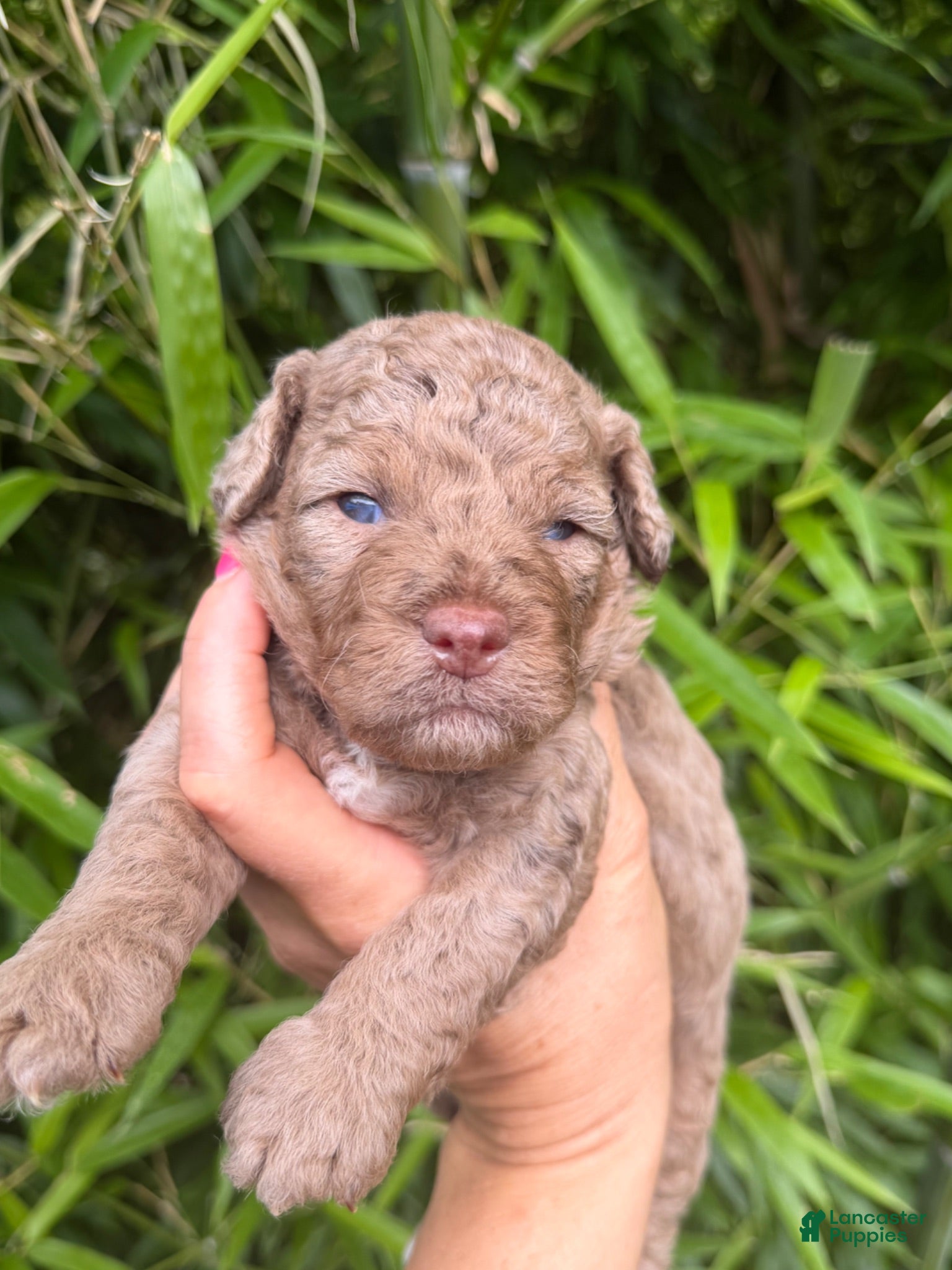 Cockapoo dogs Cockapoo 1 - Ad 5