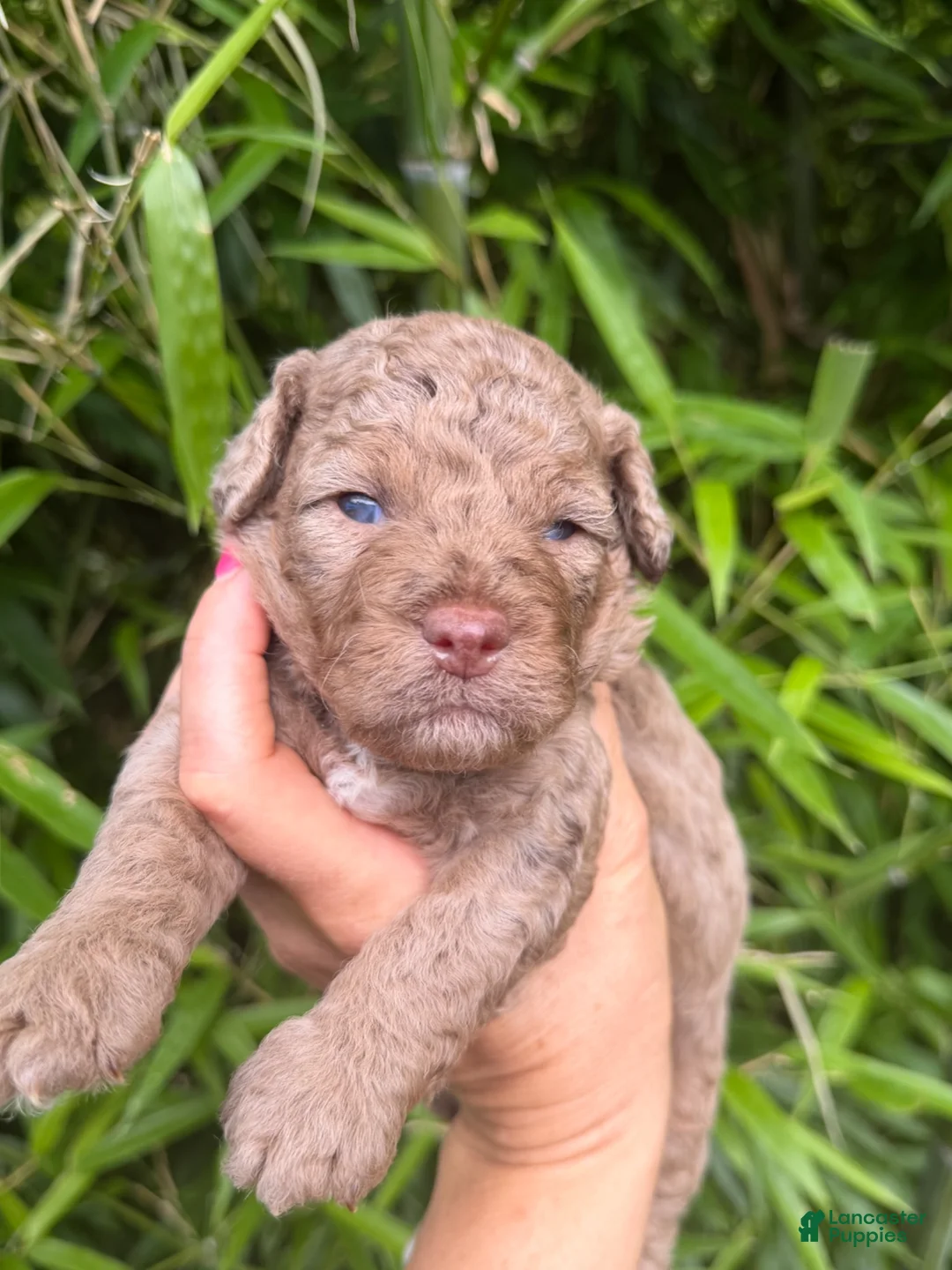 Cockapoo dogs for sale: Cockapoo 1 - Ad 1