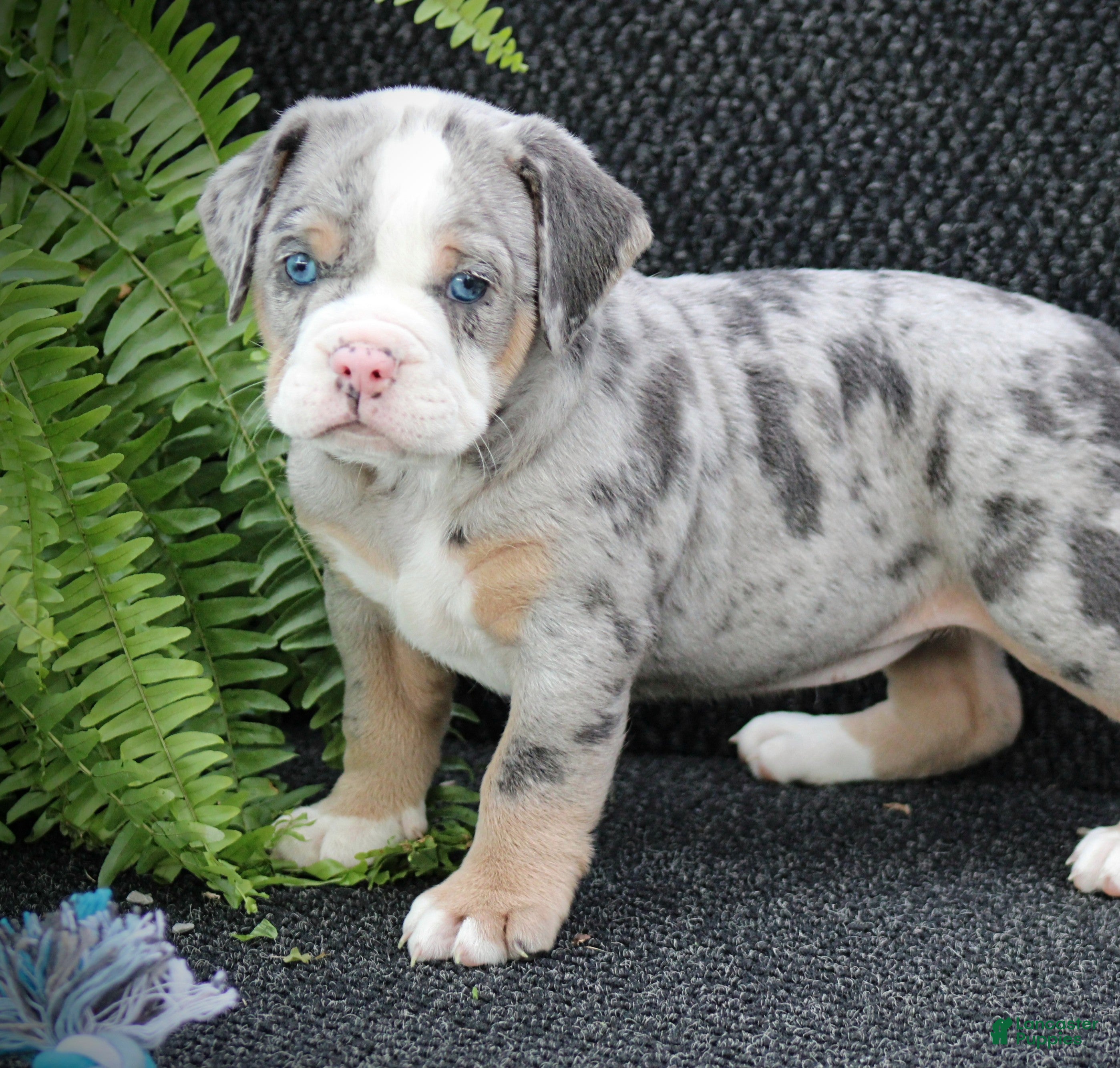 Beabull dogs Bailey - Ad 2