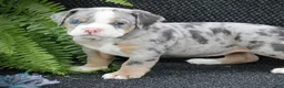 Beabull dogs for sale: Bailey - Ad 2