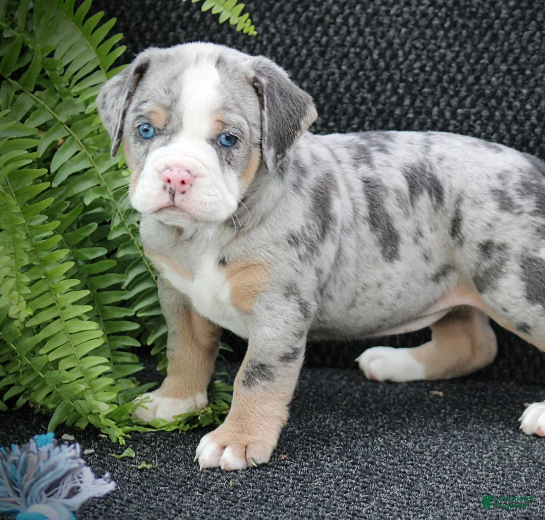 Beabull dogs for sale: Bailey - Ad 2