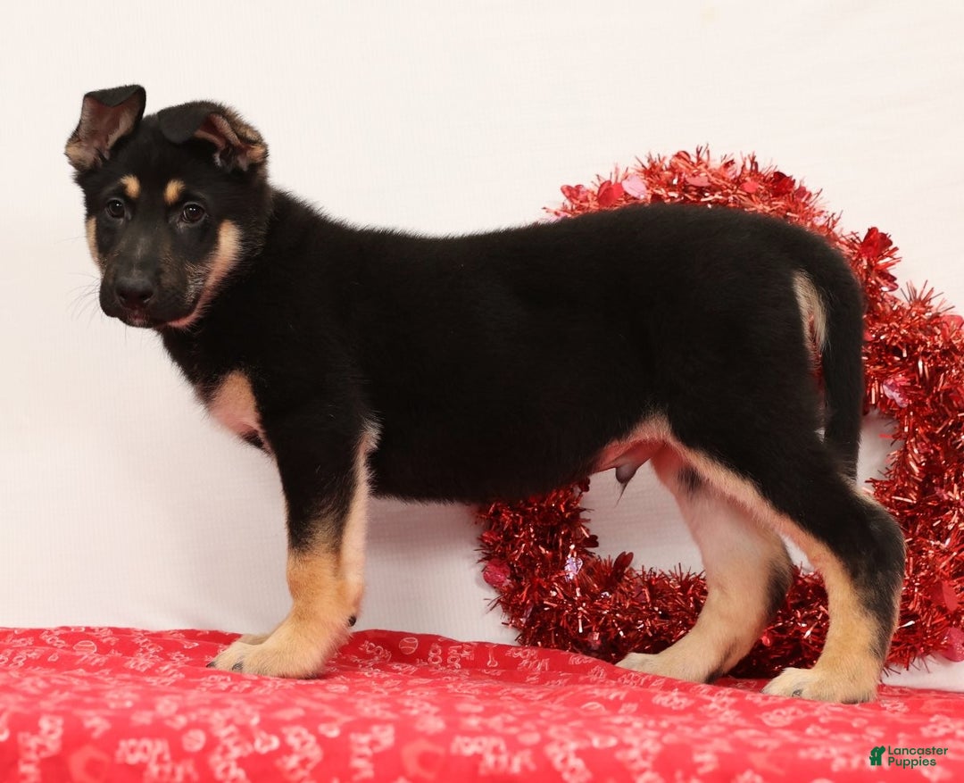 German Shepherd dogs for sale: Moose - Ad 5