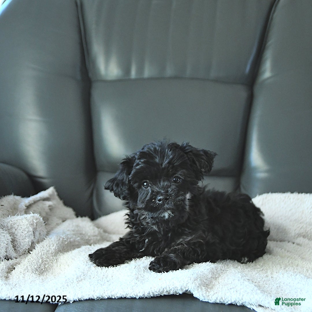 Shihpoo dogs for sale: Ava  - Ad 3