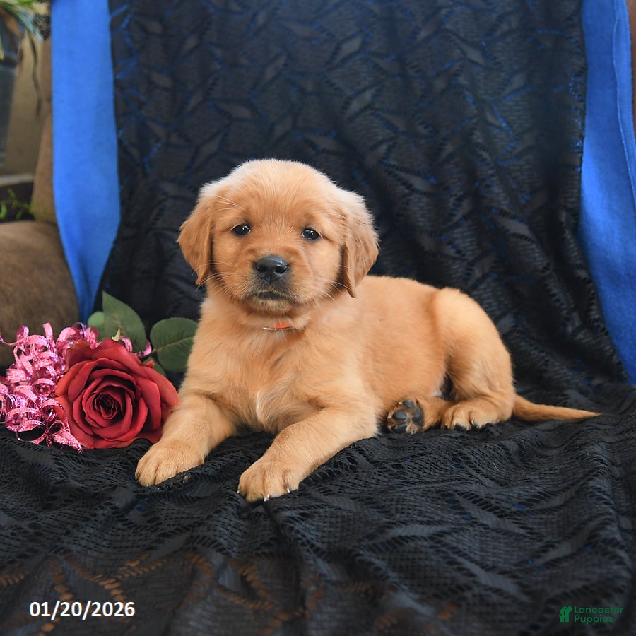 Golden Retriever dogs Julie   - Ad 2