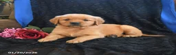 Golden Retriever dogs for sale: Julie   - Ad 2