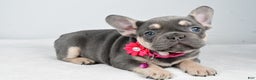 French Bulldog dogs for sale: Kenzie - Ad 2