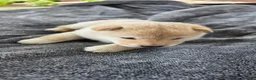Shiba Inu dogs for sale: Crosby - Ad 5