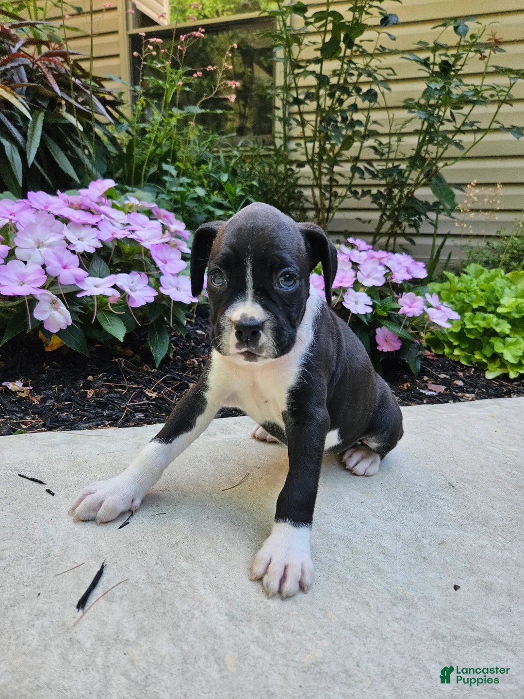Boxer dogs for sale: Sheila - Ad 2