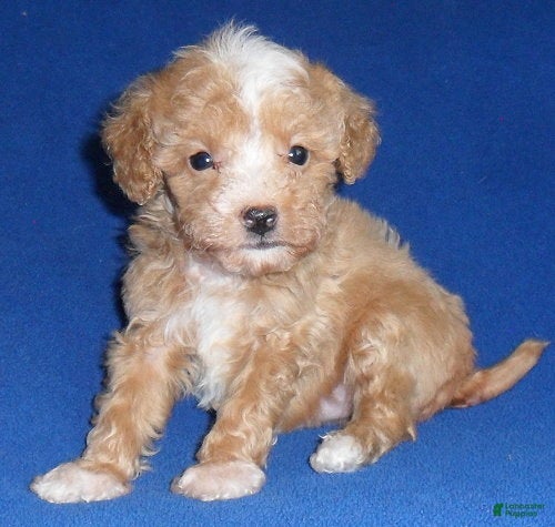 Miniature Poodle dogs Peanut - Ad 1