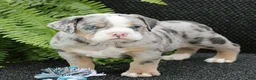 Beabull dogs for sale: Bailey - Ad 3