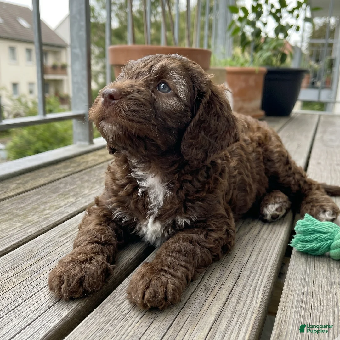 Cockapoo dogs for sale: Micha - Ad 2