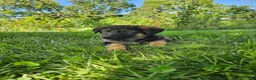 German Shepherd dogs for sale: Max - Ad 4