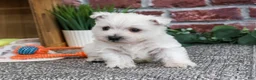 West Highland Terrier dogs for sale: Aladdin - Ad 3