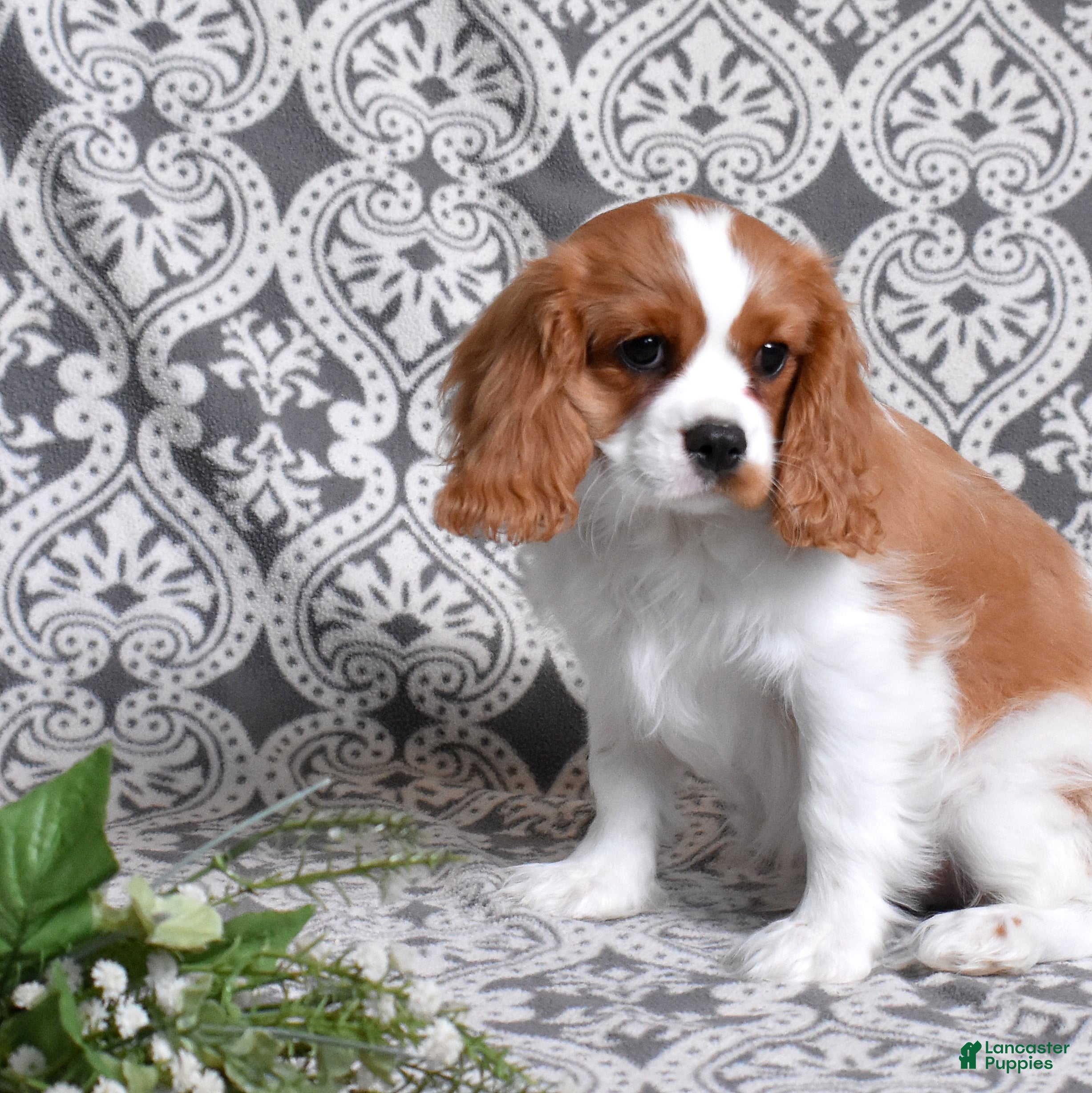 Cavalier King Charles Spaniel dogs Winston - Ad 2