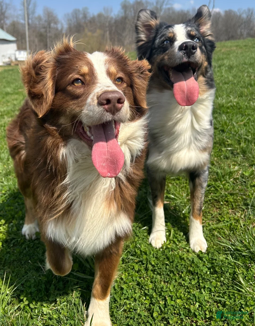 Australian Shepherd dogs for sale: Australian Shepherd 12 - Ad 3