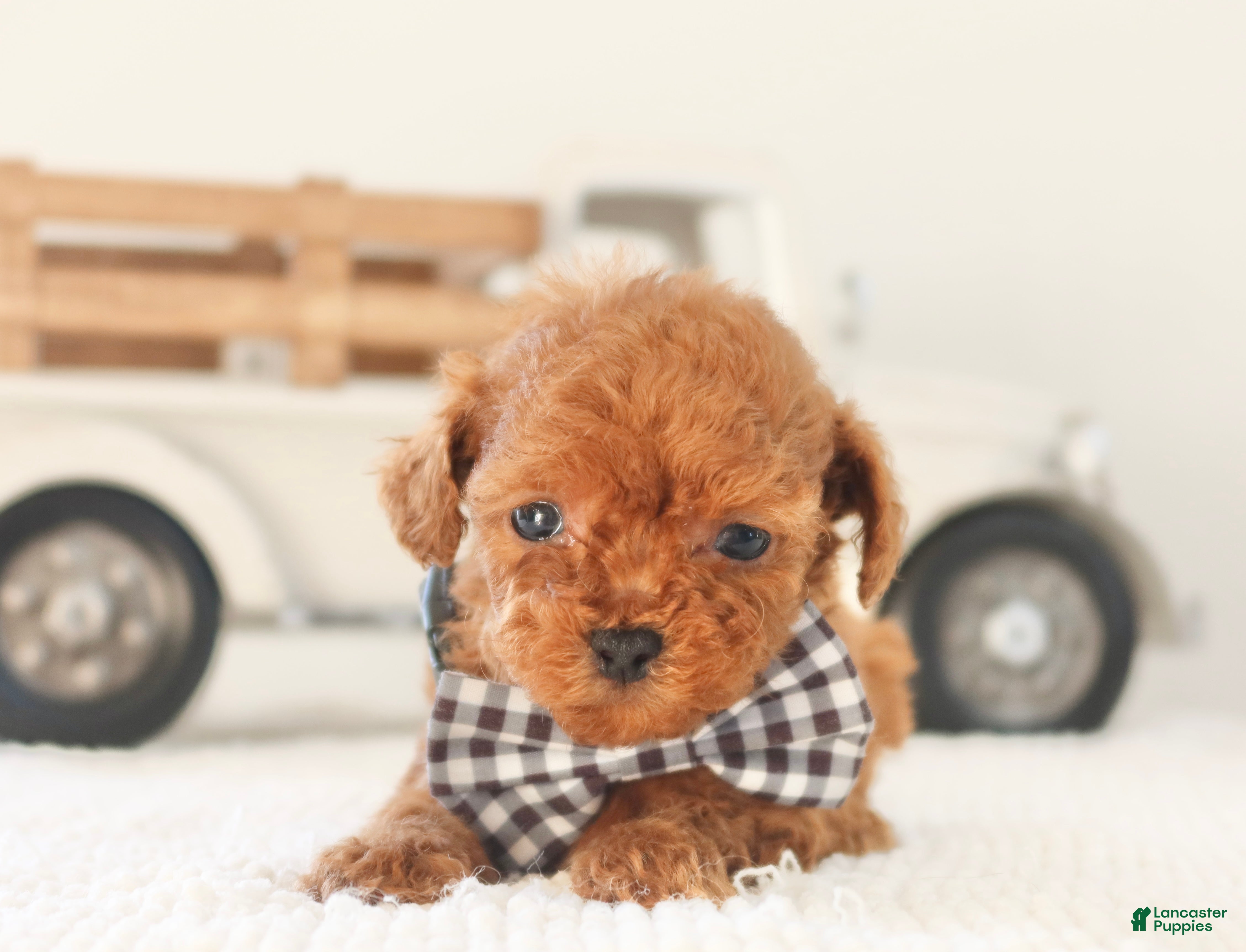 Toy Poodle dogs Gingerbread - Ad 33