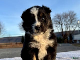 Miniature Australian Shepherd dogs Ranger - Ad 29