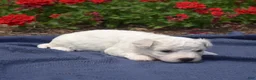 Bichon Frise dogs for sale: Glacier - Ad 4