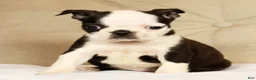 Boston Terrier dogs for sale: Pansy - Ad 5