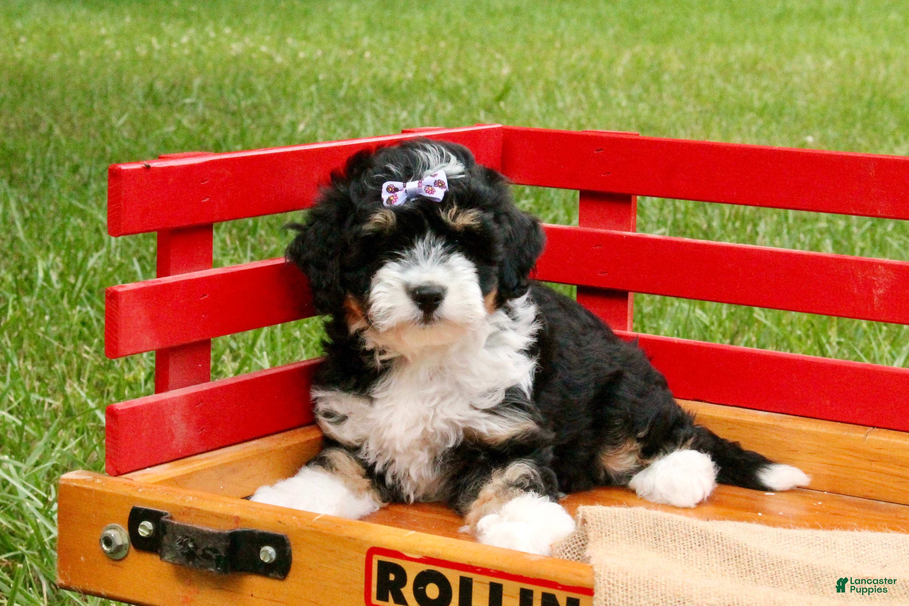 Mini Bernedoodle dogs Blossom - Ad 2
