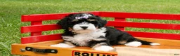 Mini Bernedoodle dogs for sale: Blossom - Ad 2