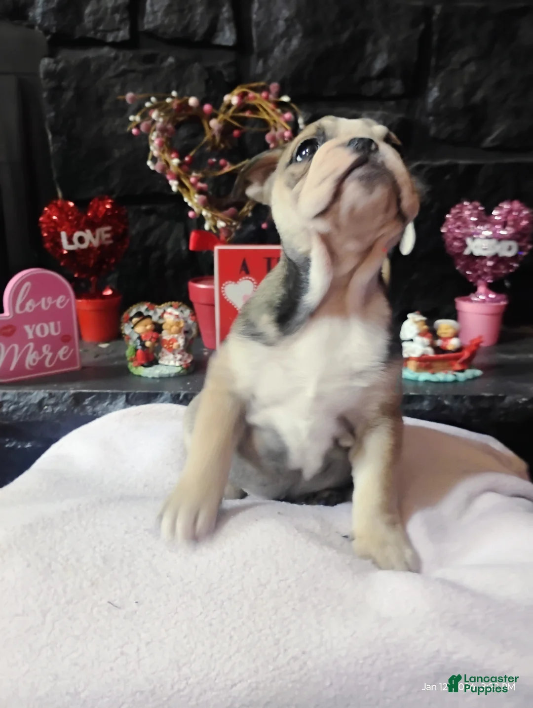 English Bulldog dogs for sale: Suga Baby  - Ad 2