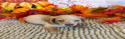 Miniature Dachshund dogs for sale: Conner - Ad 2
