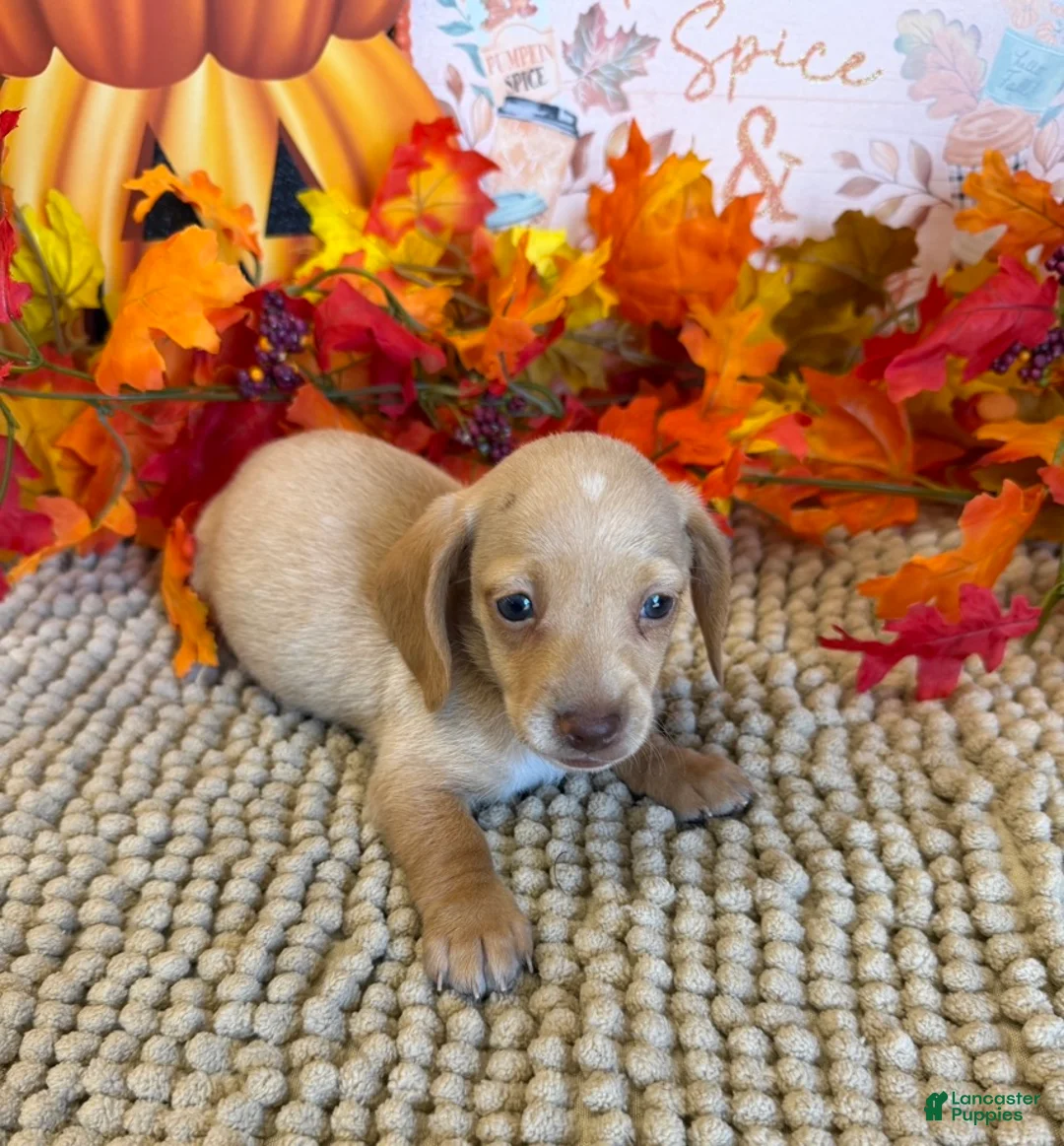 Miniature Dachshund dogs for sale: Conner - Ad 2