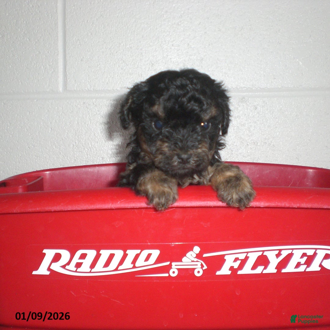 Yorkiepoo dogs for sale: Abby - Ad 2