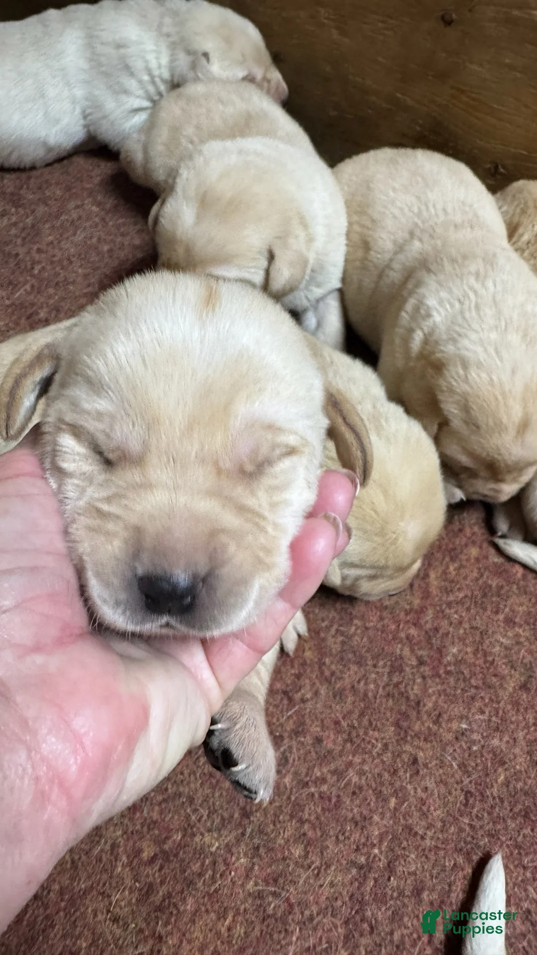 Labrador Retriever dogs for sale: Labrador Retriever 3 - Ad 1
