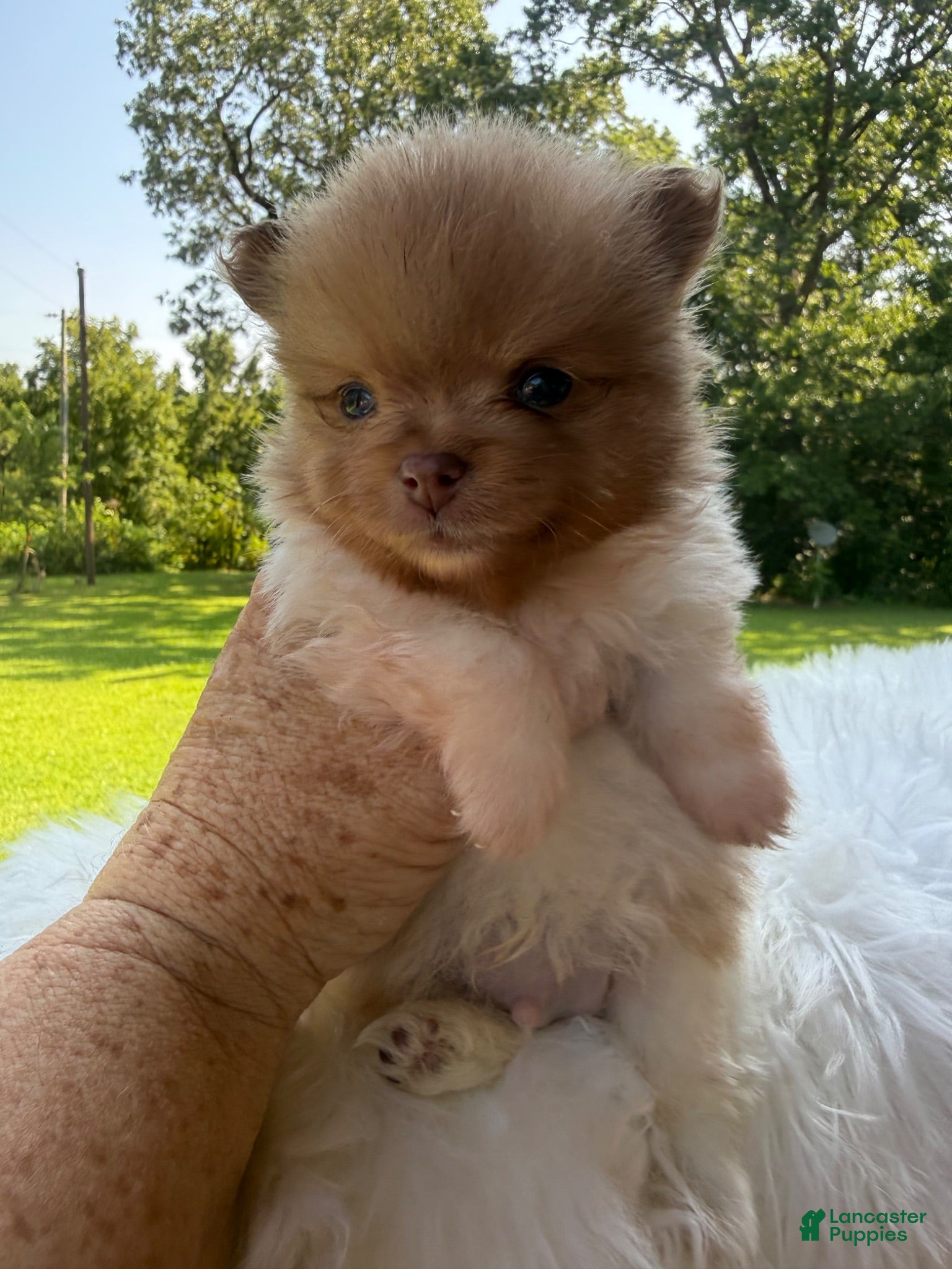 Pomeranian dogs #3  Cosmos  - Ad 8
