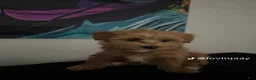 Maltipoo dogs for sale: Maltipoo 3 - Ad 3
