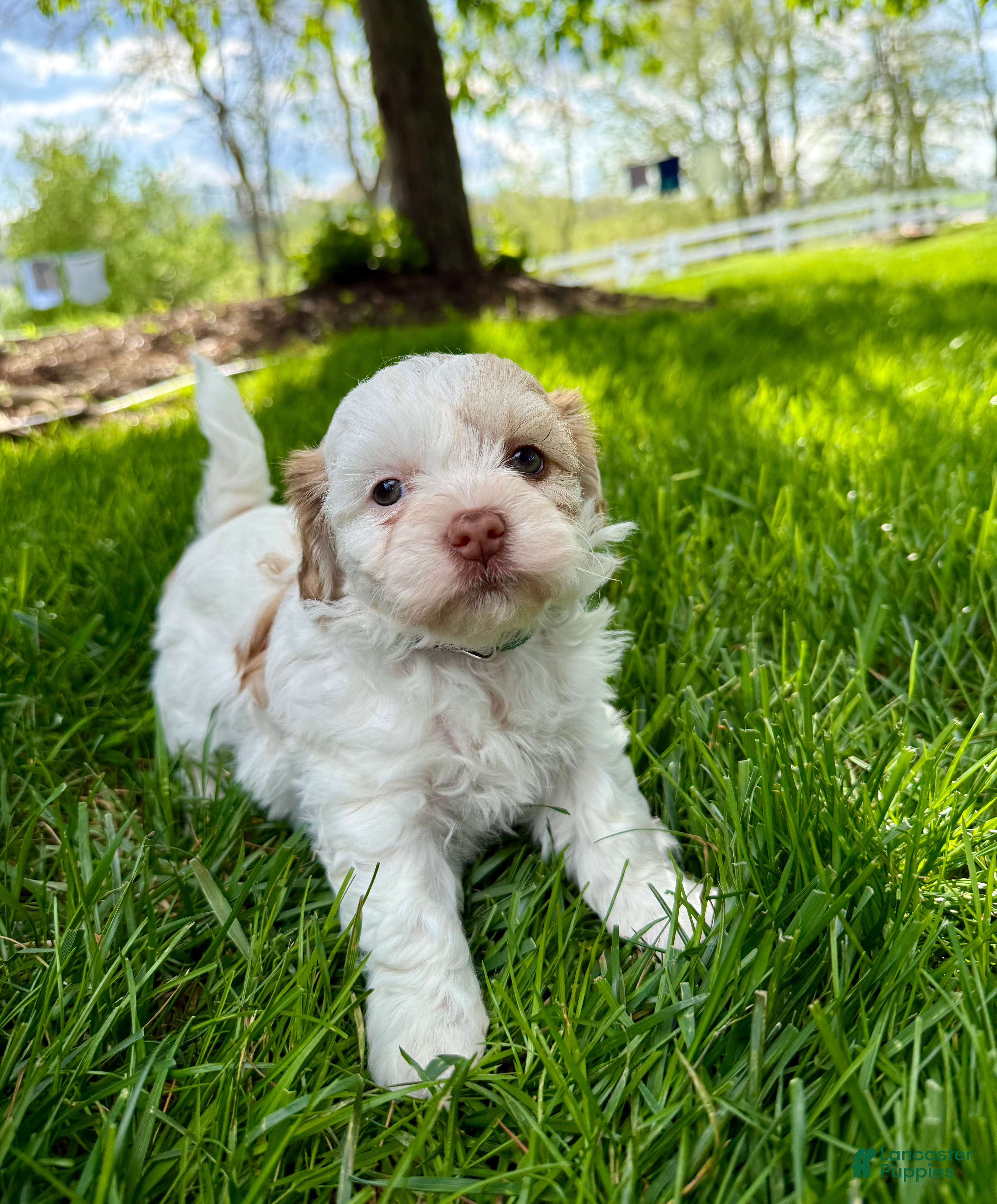 Mixed Breed dogs Tilly - Ad 2